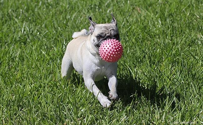 Pug Guide: Facts, Temperament, Health & Care Tips
