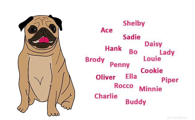 Pug Guide: Facts, Temperament, Health & Care Tips