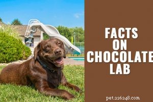 Pug Guide: Facts, Temperament, Health & Care Tips