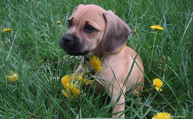 Puggle Dog Breed Guide: Beagle & Pug Mix – Size, Temperament, Care & Health
