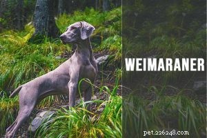 Puggle Dog Breed Guide: Beagle & Pug Mix – Size, Temperament, Care & Health