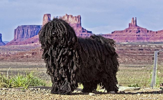 Puli Dog Breed Guide: Characteristics, Origins, and Training Tips