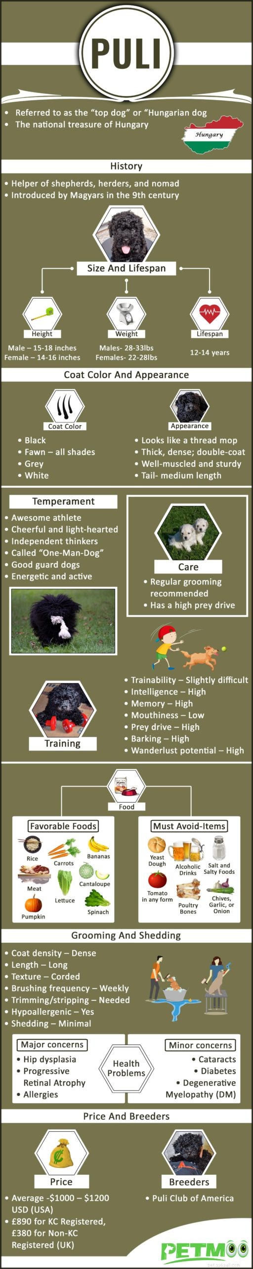 Puli Dog Breed Guide: Characteristics, Origins, and Training Tips
