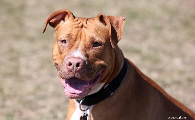 Red Nose Pitbull: 12 Essential Facts Every Prospective Owner Should Know