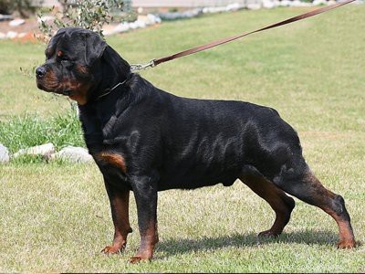 Rottweiler Puppies: Temperament, Care, and Myths Explained