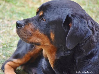 Rottweiler Puppies: Temperament, Care, and Myths Explained