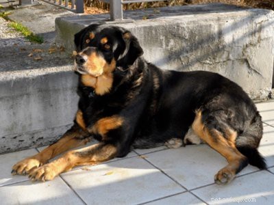 Rottweiler Puppies: Temperament, Care, and Myths Explained