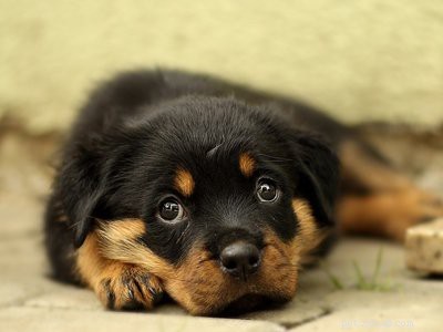 Rottweiler Puppies: Temperament, Care, and Myths Explained