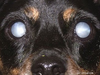 Rottweiler Puppies: Temperament, Care, and Myths Explained