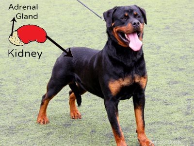 Rottweiler Puppies: Temperament, Care, and Myths Explained