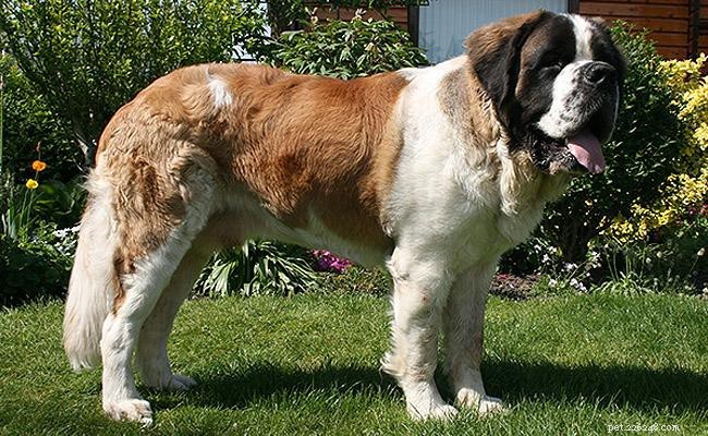 Saint Bernard: Complete Breed Guide – Size, Weight, Lifespan & Care