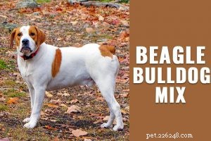 Saint Bernard: Complete Breed Guide – Size, Weight, Lifespan & Care