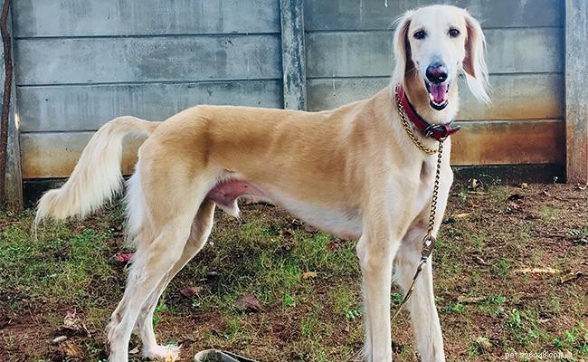 Saluki Dog Breed Guide: Size, Temperament, Care & Price Details