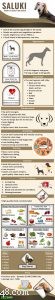 Saluki Dog Breed Guide: Size, Temperament, Care & Price Details