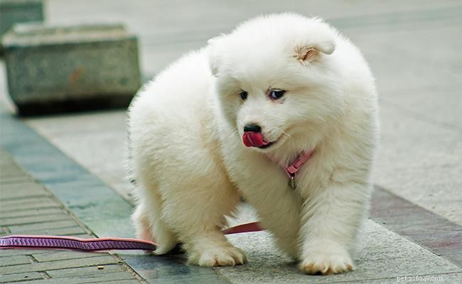 Samoyed Dog Breed: Origin, Size, Temperament & Care Guide
