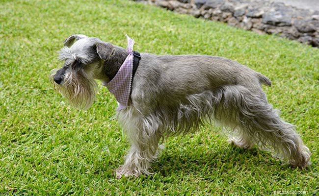 Schnauzer Puppies: Essential Facts, Health & Temperament Guide