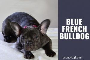 Scottish Terrier: Essential Breed Facts & Care Guide