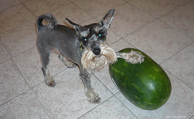 Schnauzer Puppies: Essential Facts, Health & Temperament Guide