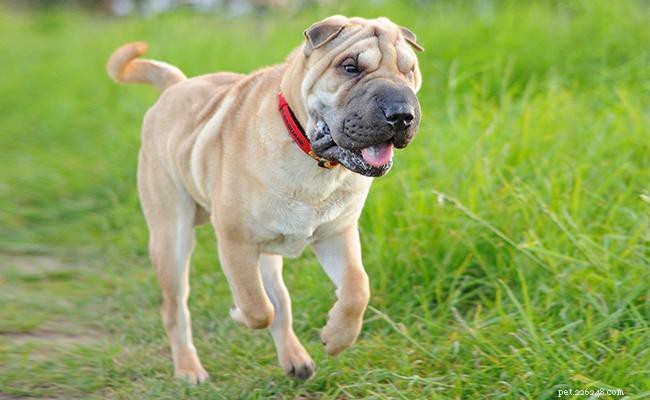 Chinese Shar Pei: Key Traits, Care Guide, and Fascinating Facts