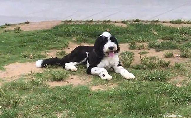 Sheepadoodle Dog Breed Guide: Key Facts Before You Adopt