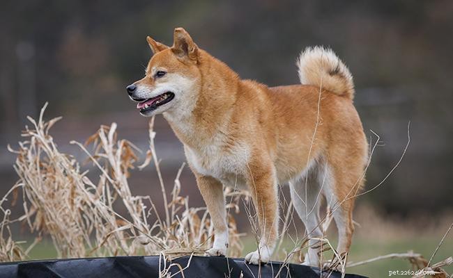 Shiba Inu: Complete Breed Profile, Care & Feeding Guide