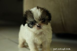 Shih Tzu Essentials: 10 Key Facts About the Beloved Dog Breed