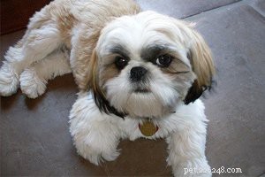Shih Tzu Essentials: 10 Key Facts About the Beloved Dog Breed
