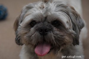Shih Tzu Essentials: 10 Key Facts About the Beloved Dog Breed