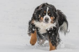 Shih Tzu Essentials: 10 Key Facts About the Beloved Dog Breed