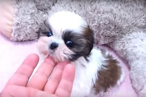 Shih Tzu Essentials: 10 Key Facts About the Beloved Dog Breed