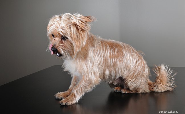 Shorkie 101: Size, Weight, and Care for the Shih Tzu–Yorkshire Terrier Mix