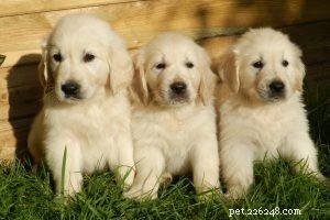 Shorkie 101: Size, Weight, and Care for the Shih Tzu–Yorkshire Terrier Mix