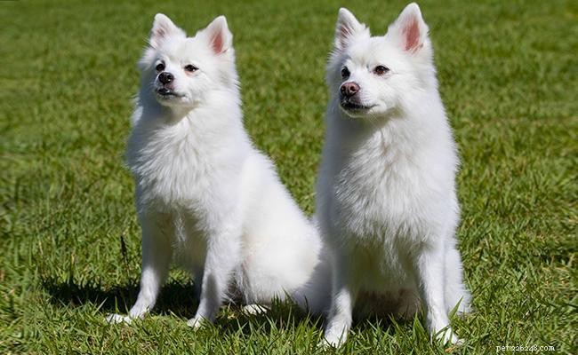 Spitz Dog Breed: Complete Guide to Origin, Traits, and Care
