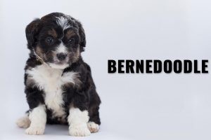 Silver Labrador Retrievers: Expert Facts & Care Guide for Puppies