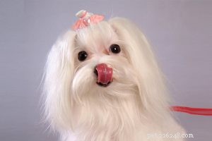 Spitz Dog Breed: Complete Guide to Origin, Traits, and Care