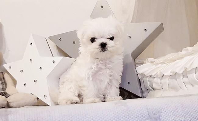 Teacup Maltese: Complete Guide to the Smallest Maltese Toy Breed