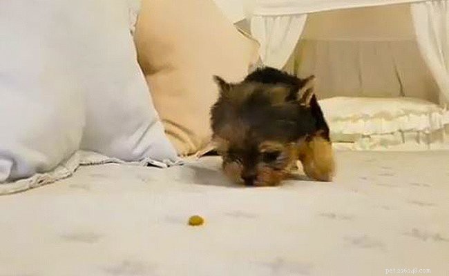 Teacup Yorkie Facts: Size, Weight & Care for the Miniature Yorkshire Terrier