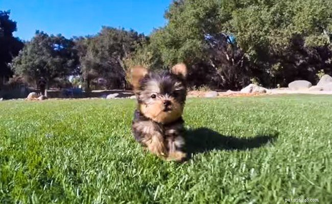 Teacup Yorkie Facts: Size, Weight & Care for the Miniature Yorkshire Terrier