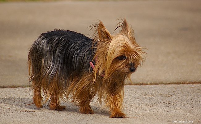 Teacup Yorkie Facts: Size, Weight & Care for the Miniature Yorkshire Terrier