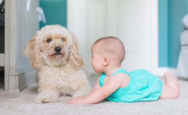 Tosa Inu: Comprehensive Guide to Size, Temperament & Care