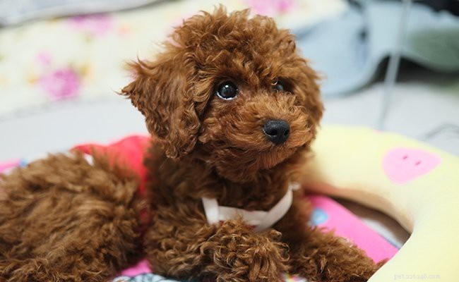 All About Toy Poodles: Characteristics, Colors, and Care