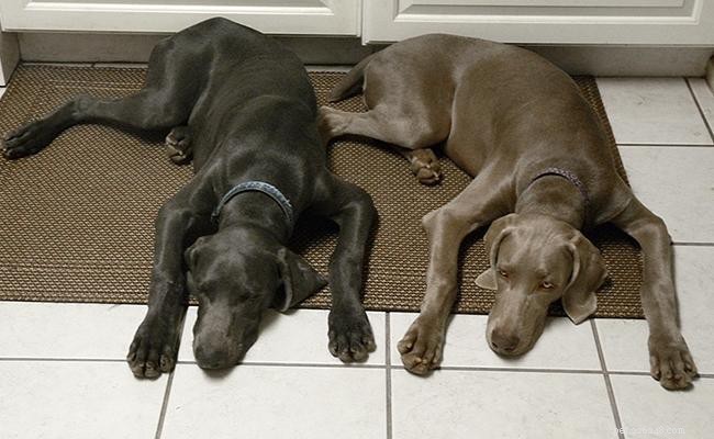 Weimaraner: Comprehensive Breed Guide & Expert Care Tips