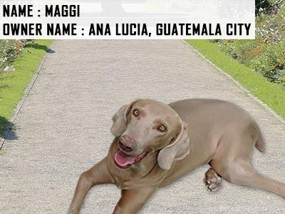 Weimaraner: Comprehensive Breed Guide & Expert Care Tips