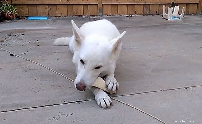 White German Shepherd: A Timeless Breed Known for Strength and Elegance