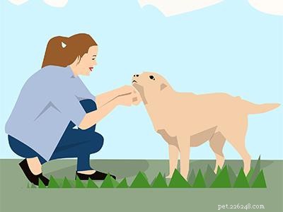 How Service Dogs Alleviate Anxiety: A Guide to Emotional Support