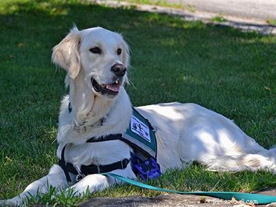 How Service Dogs Alleviate Anxiety: A Guide to Emotional Support