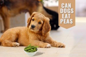 How Service Dogs Alleviate Anxiety: A Guide to Emotional Support