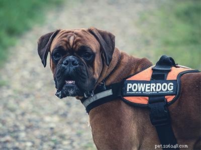 How Service Dogs Alleviate Anxiety: A Guide to Emotional Support
