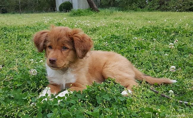 Effective Puppy Socialization: A Step‑by‑Step Guide for Training Your Dog