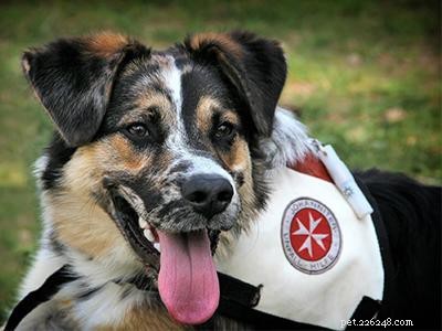 How Service Dogs Alleviate Anxiety: A Guide to Emotional Support